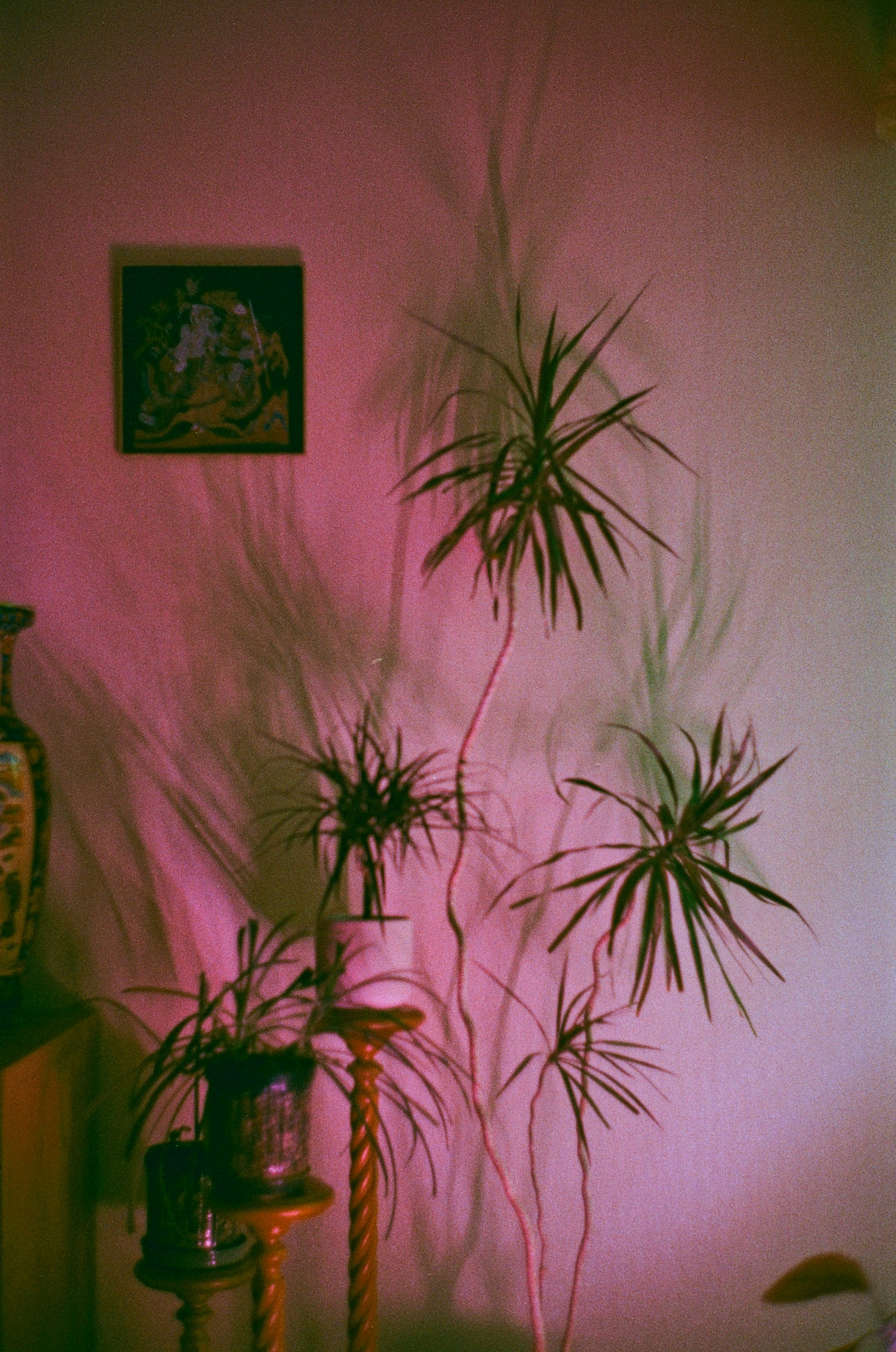 green palm plant near white wall